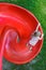 Overhead shot of little blonde girl sliding down red plastic spiral playground slide