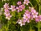 Overhead shot of lovely Lavender Sorrel flowers in a garden