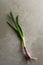 Overhead shot of a red onion sprout with roots on a tile background