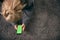 Overhead Shot Of Woman Looking At Green Screen With Copy Space On Mobile Phone Lying On Carpet