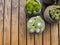 Overhead of a variety of succulent in pots