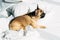 Overhead view of adorable french bulldog lying on white bedding in modern bedroom.