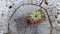 Overhead View Air Plant Handcrafted Wooden Burl Display