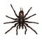 Overhead view of a black hanging tarantula spider isolated