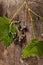 Overhead view of branch of blackcurrant on wooden background