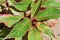 Overhead view of a Chinese evergreen plant and its green and red color foliage