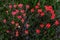 An Overhead View of a Cluster of Bright Orange Indian Painbrush Wildflowers in a Roadside Meadow in Oklahoma.