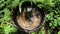 Overhead view of a coconut shell filled with rainwater, causing mosquito larvae to grow