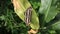 Overhead view of a Common sailer butterfly perched on a yellow leaf