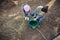 Overhead view of a curious child, adorable little girl watching her mother watering young bushes and plants in the backyard garden