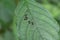 Overhead view of the few compact carpenter ants Searching food on a leaf surface