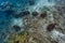 Overhead view of group of giant clams on coral reef