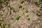 Overhead view of a growing Heen Gotukola plant on sandy ground