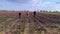 Overhead view of happy family walking toward camera in field of tulips in bloom on background of clear blue sky
