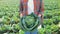 An overhead view of a head of cabbage that is plucked from the garden by the hands of a farmer