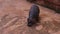 An overhead view of a hippopotamus walking on a tile and eating hay.