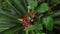 Overhead view of an immature pineapple crown growing