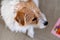 Overhead view jack russel dog sitting on carpet next to baby child book