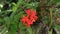 Overhead view of a jungle geranium flower cluster blooming in the garden