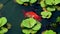 Overhead view of a lionhead goldfish or Carassius auratus infected with cotton mouth