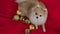 An overhead view of a pygmy Pomeranian Spitz lying on a red blanket. There are golden Christmas balls next to the pet