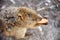 Overhead view of Quokka