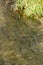 Overhead view of a school of salmon underwater on river