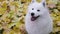 An overhead view of a snowwhite fluffy Samoyed Spitz smiling with his head up against a background of golden yellow