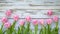 Overhead view of a springtime pink tulips on white weathered wooden boards, top view