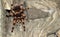 Overhead View Tarantula Spider