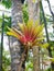 Overhead view of tropical vegetation at El Yunque National Forest in Puerto Rico