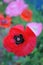 An overhead view of a Turkish poppy.