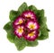 Overhead view of a variegated tricolor violet primrose