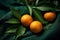 Overhead view of whole oranges, fresh produce photography