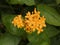 Overhead view of a yellowish orange Asoka flower bunch