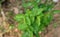 Overhead view of young, growing leaves of a Katuk or star gooseberry plant