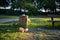 Overloaded trash container on grass at park, garbage dump in public zone, environmental problem