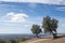 Overlooking an Alentejo plain with two olive trees. Portugal