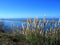 Overlooking Big Lagoon on Pacific Coast in Early Morning Light, Trinidad, California, USA