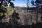 Overlooking kilauea iki crater from wooded trail