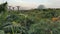 Overlooking shot of Supertrees Gardens By the Bay