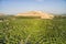 Overlooking view of orange trees at Lemon Cove, USA