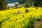 Overrall view of rural landscape in wuyuan county, jiangxi province, china