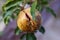 Overripe cracked pomegranate fruit hangs on a branch.