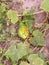 Overripe cucumber in a cucumber leaf yellow and green cuke