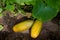 Overripe cucumbers with yellow skin are lying in the garden bed