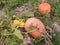 Overripe pumpkin in a pumpkin leaf yellow and green cuke