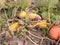 Overripe pumpkin in a pumpkin leaf yellow and green cuke