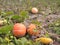 Overripe pumpkin in a pumpkin leaf yellow and green cuke