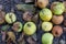 Overripe rotten yellow apples fruits on the ground under tree in the garden. Summer, autumn, fall harvesting season. Composting
